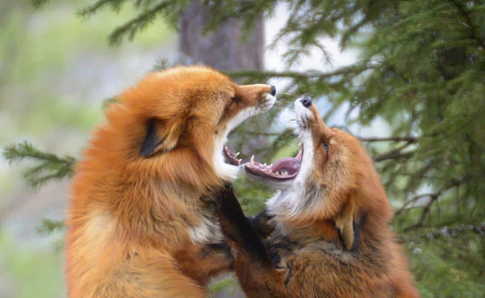 
        Зачем лисы открывают рты&nbsp;и&nbsp;встают на&nbsp;задние лапы, когда ссорятся    