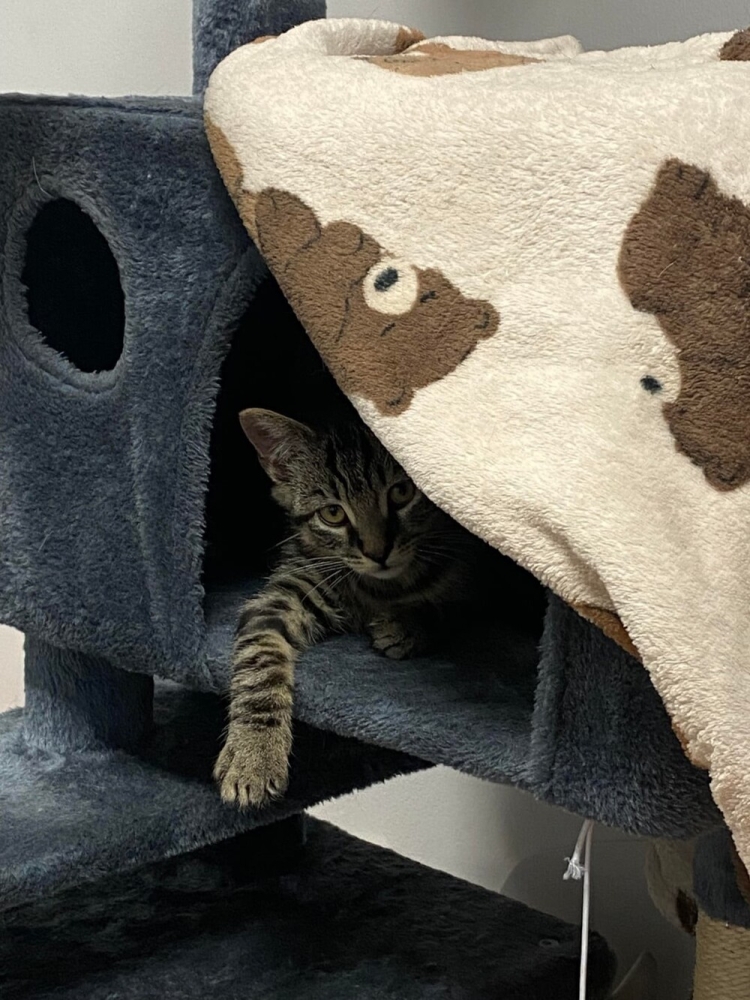 
        20&nbsp;кодов доступа к&nbsp;котонастроениям и&nbsp;которазвлечениям    