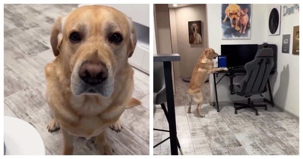 
        Голосовой помощник расстроил пса    