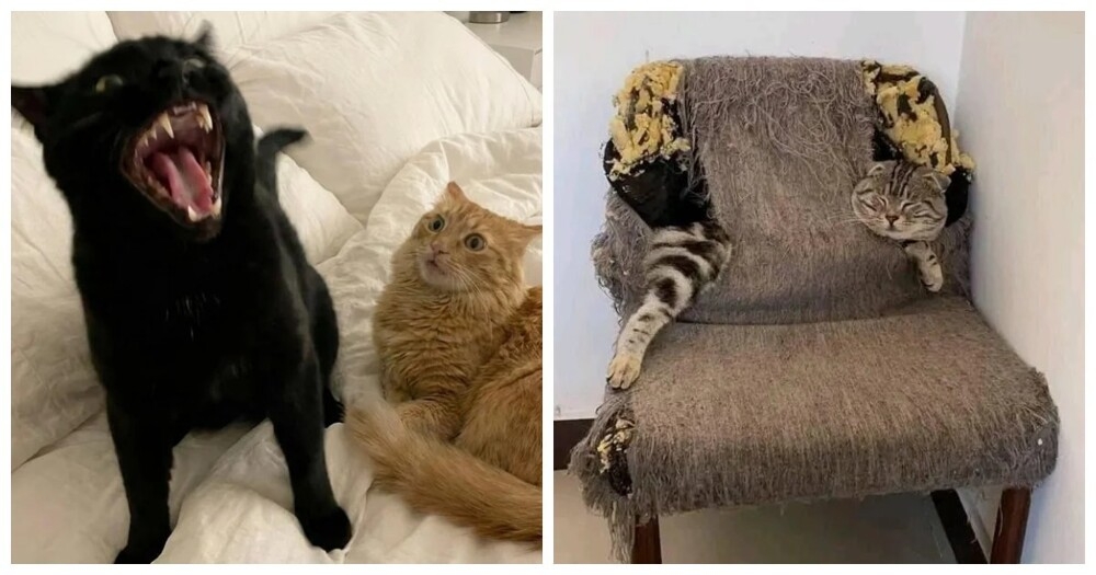 
        20&nbsp;примеров занятий котиков, считающих, что&nbsp;их&nbsp;никто не&nbsp;видит    