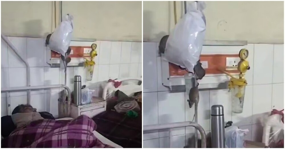 
        Крысы в&nbsp;больничной палате в&nbsp;Индии    