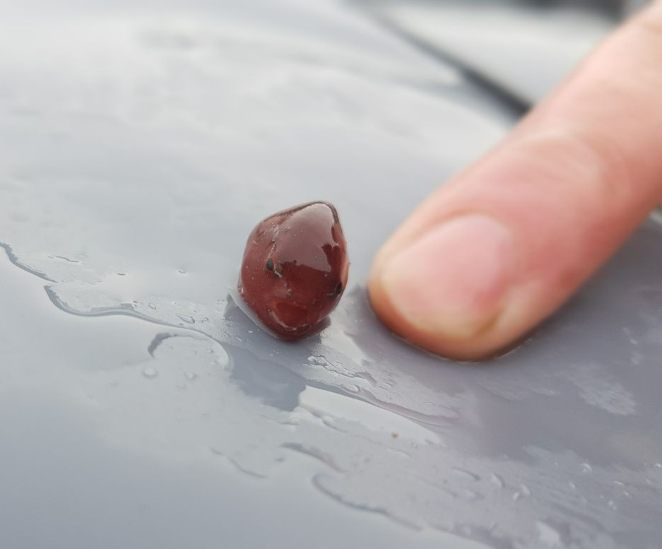 
        Аптоцикл: рыба-недоразумение    