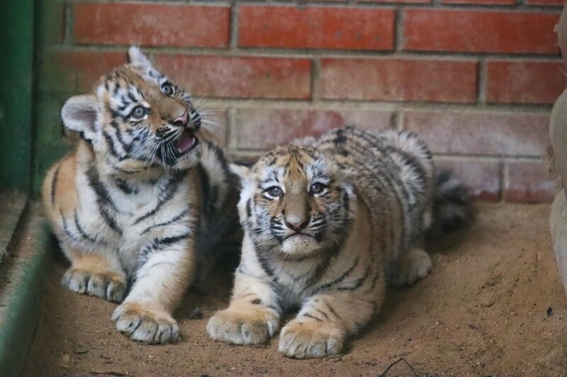 
        Московский зоопарк установил мировой рекорд по&nbsp;числу представленных видов животных    