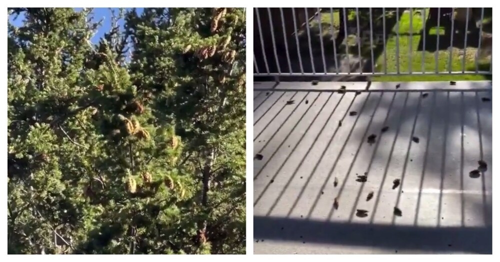 
        Проворная белка скидывает шишки с&nbsp;дерева    