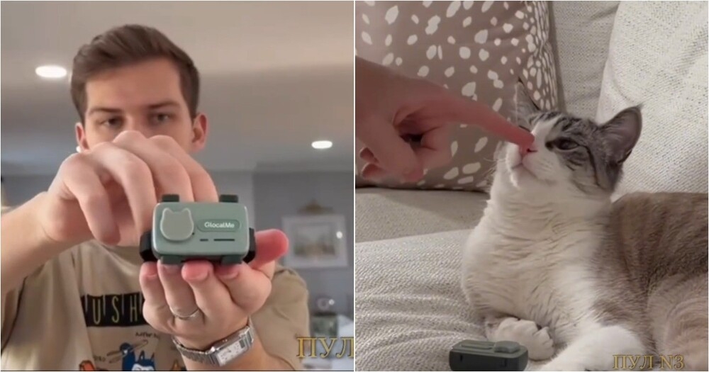 
        Американец придумал телефон для&nbsp;кошек, чтобы наблюдать за&nbsp;ними    