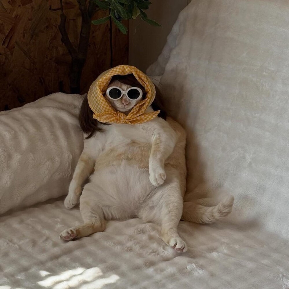 
        20&nbsp;кодов доступа к&nbsp;котонастроениям и&nbsp;которазвлечениям    