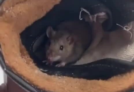 
        Курьер обнаружил незваного гостя в&nbsp;своей рукавице    