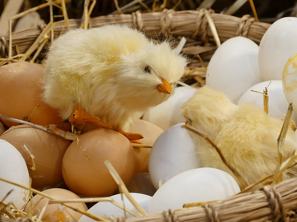 Почему утята ходят гуськом, а цыплята — толпой?
Почему утята ходят гуськом, а цыплята — толпой?