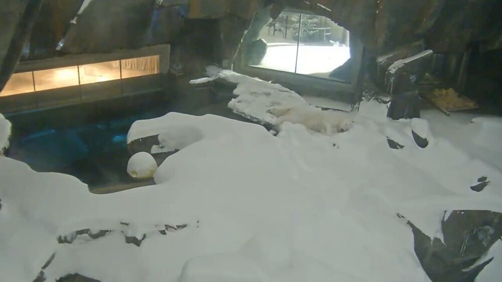 Белый медведь хорошо проводит время в вольере
Белый медведь хорошо проводит время в вольере