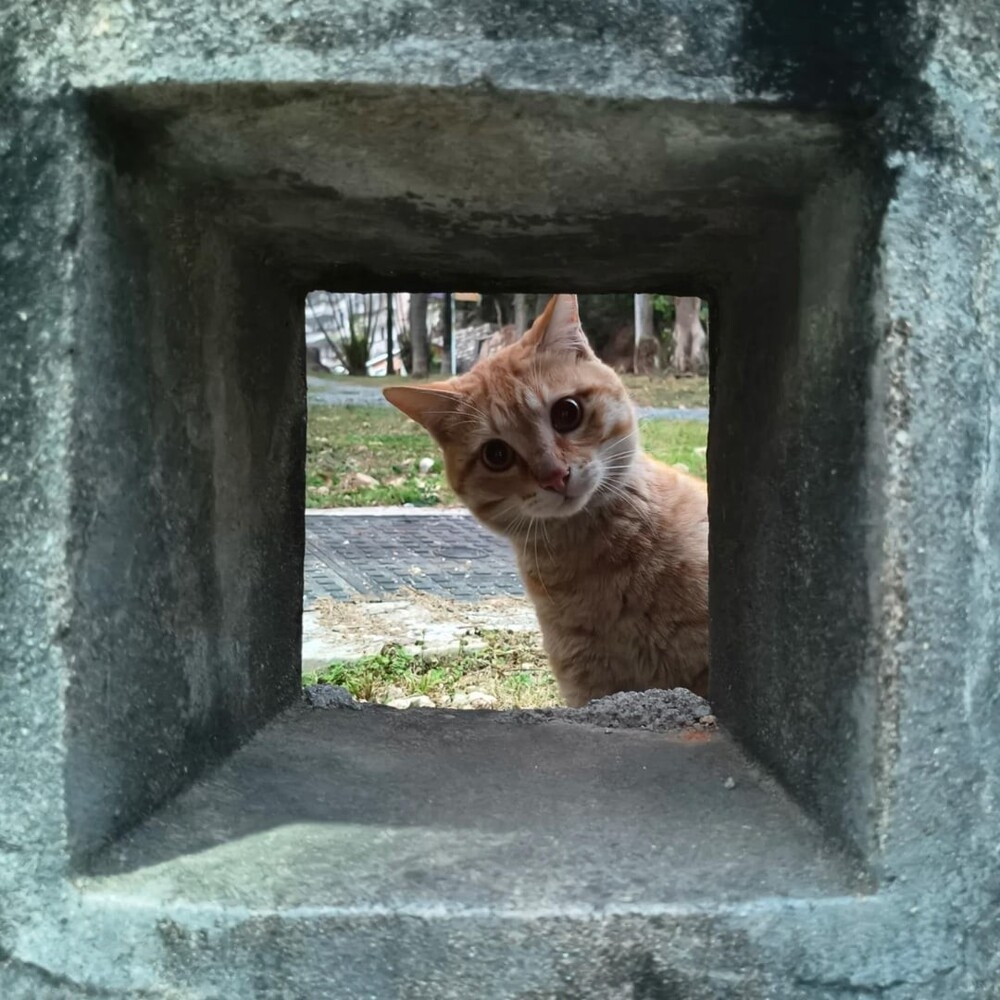 
        20&nbsp;кодов доступа к&nbsp;котонастроениям и&nbsp;которазвлечениям    