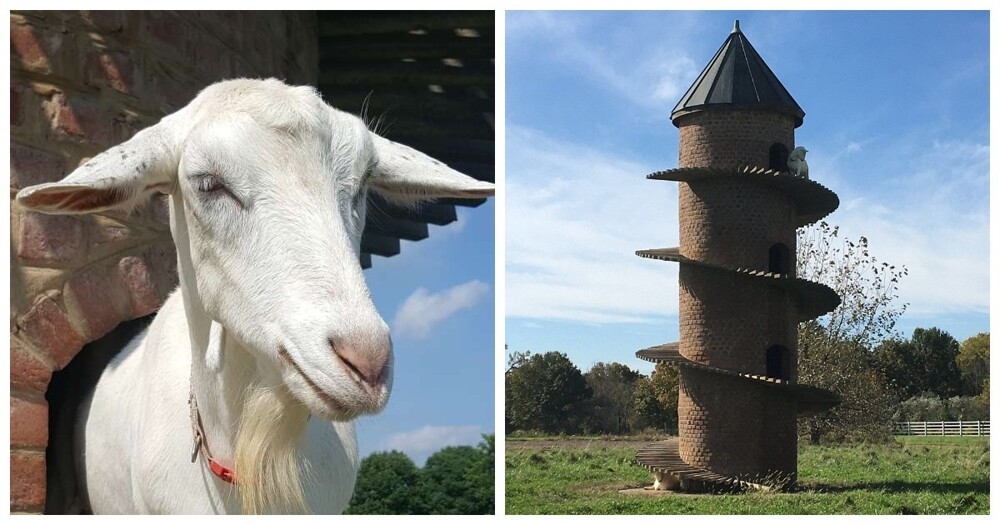Тайная башня козьей радости в Иллинойсе
Тайная башня козьей радости в Иллинойсе