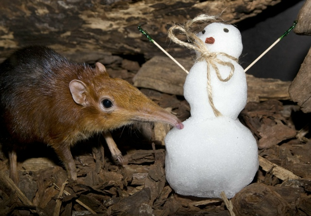 
        Хоботковая собачка: как&nbsp;гены слона изменили жизнь крошечного зверька?    