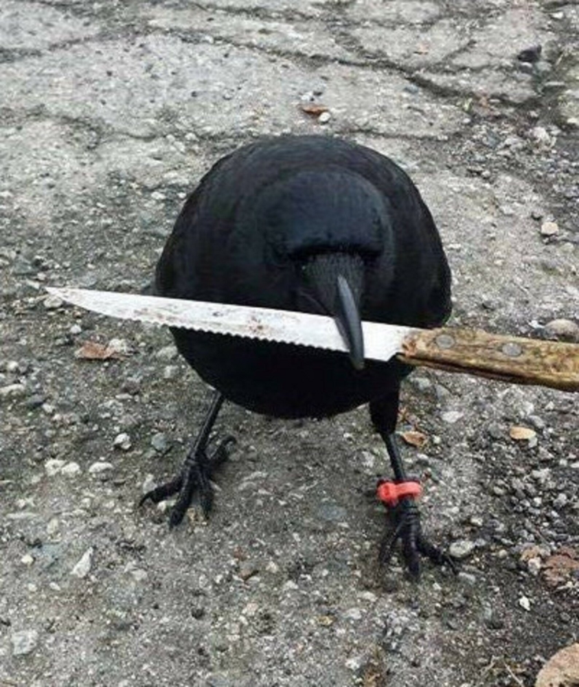 
        Никогда не&nbsp;переходи дорогу вороне. Она&nbsp;будет мстить всю&nbsp;жизнь!    