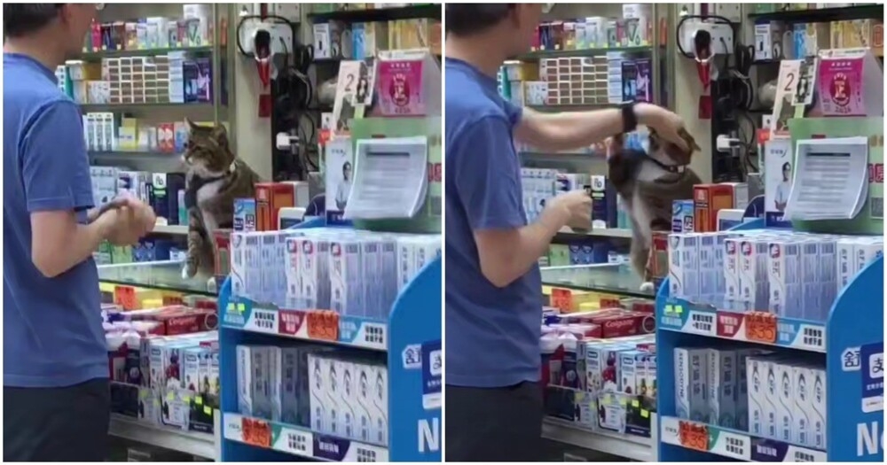 Мужчина пристаёт к пушистому сотруднику магазина
Мужчина пристаёт к пушистому сотруднику магазина