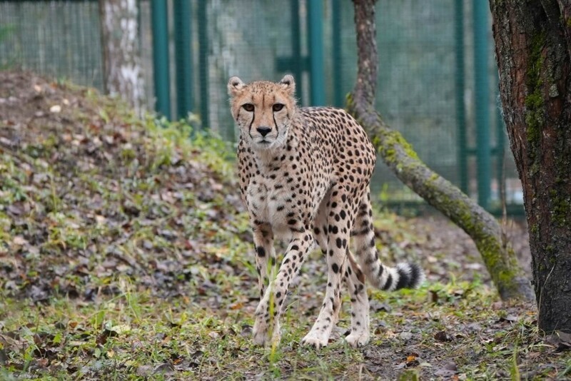 
        Московский зоопарк установил мировой рекорд по&nbsp;числу представленных видов животных    