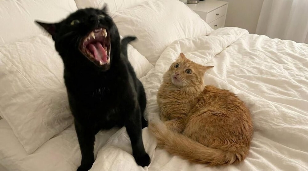 
        20&nbsp;примеров занятий котиков, считающих, что&nbsp;их&nbsp;никто не&nbsp;видит    