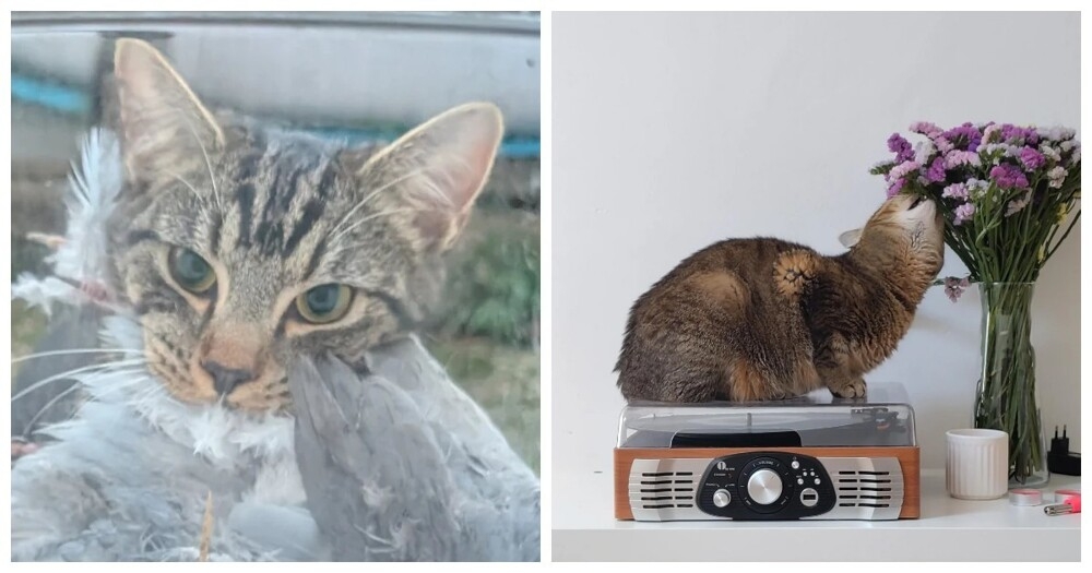 
        25&nbsp;вдохновляющих пушистых помощников, которые властвуют в&nbsp;домах и&nbsp;сердцах    