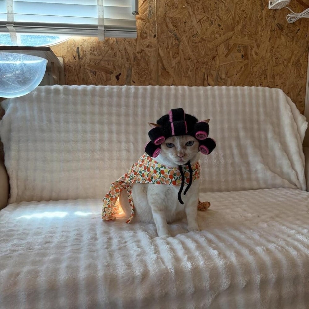 
        20&nbsp;кодов доступа к&nbsp;котонастроениям и&nbsp;которазвлечениям    