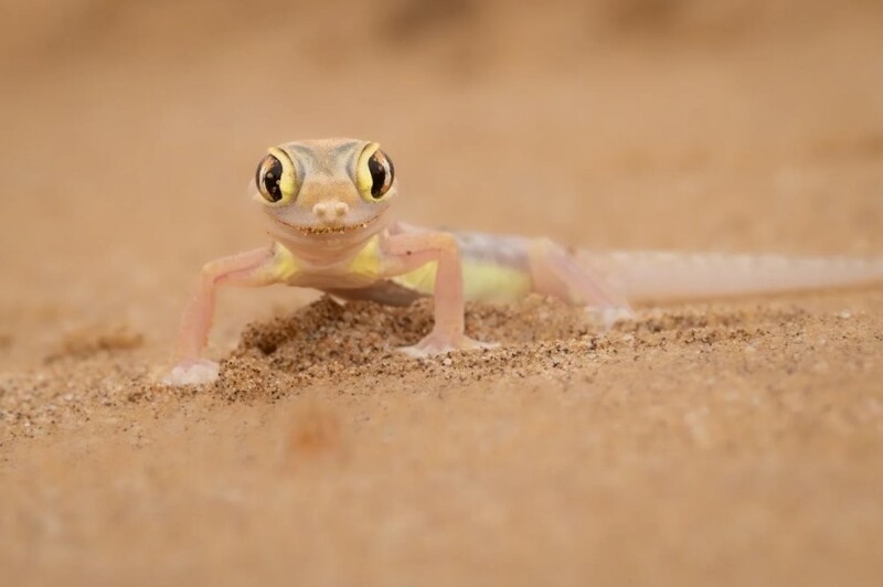 
        Всемирная премия в&nbsp;области фотографии природы 2025 год    