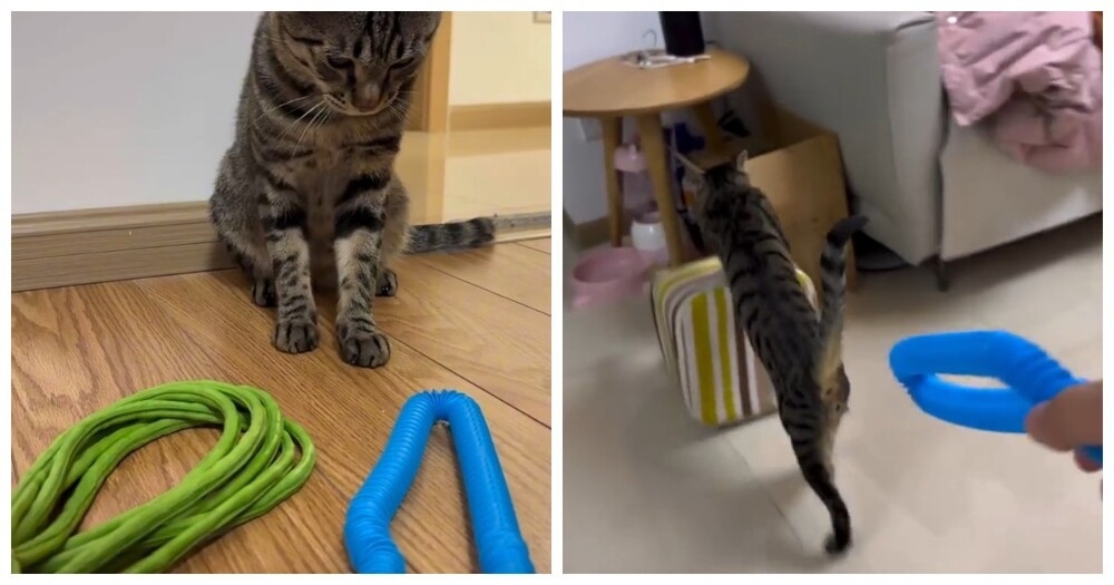 
        Кот&nbsp;сам&nbsp;выбрал игрушку для&nbsp;игры    