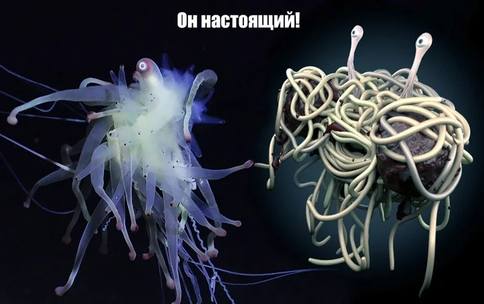 
        Батифиза шишковатая: макаронный монстр в&nbsp;реальности    