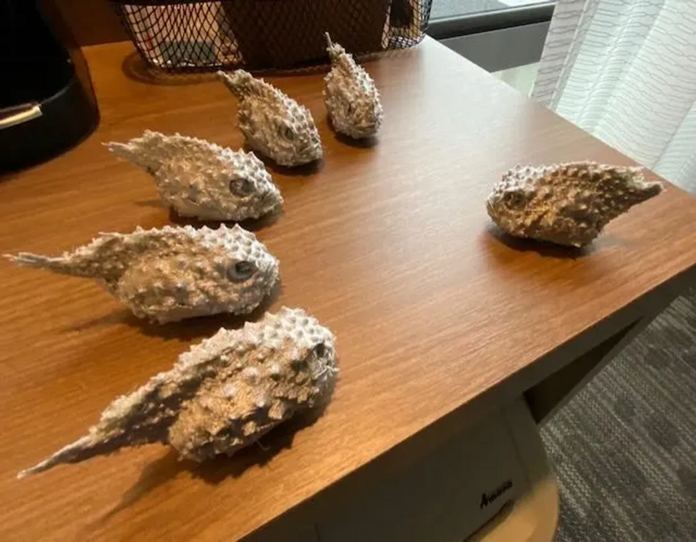 
        Тихоокеанский круглопёр    