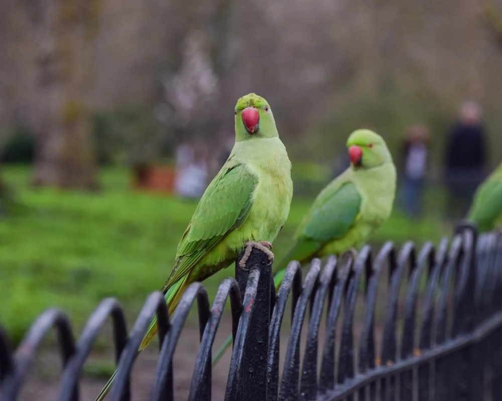 
        Лондон &ndash; город зеленых попугаев    
