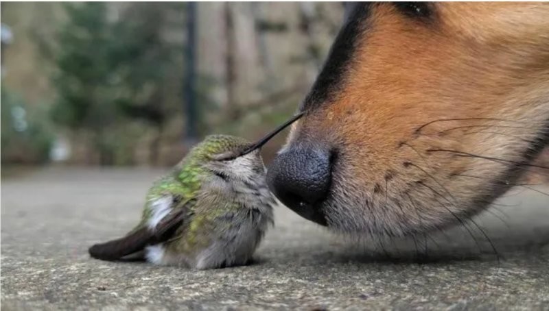 
        27&nbsp;примеров невероятной дружбы животных, от&nbsp;которой мир&nbsp;становится добрее    