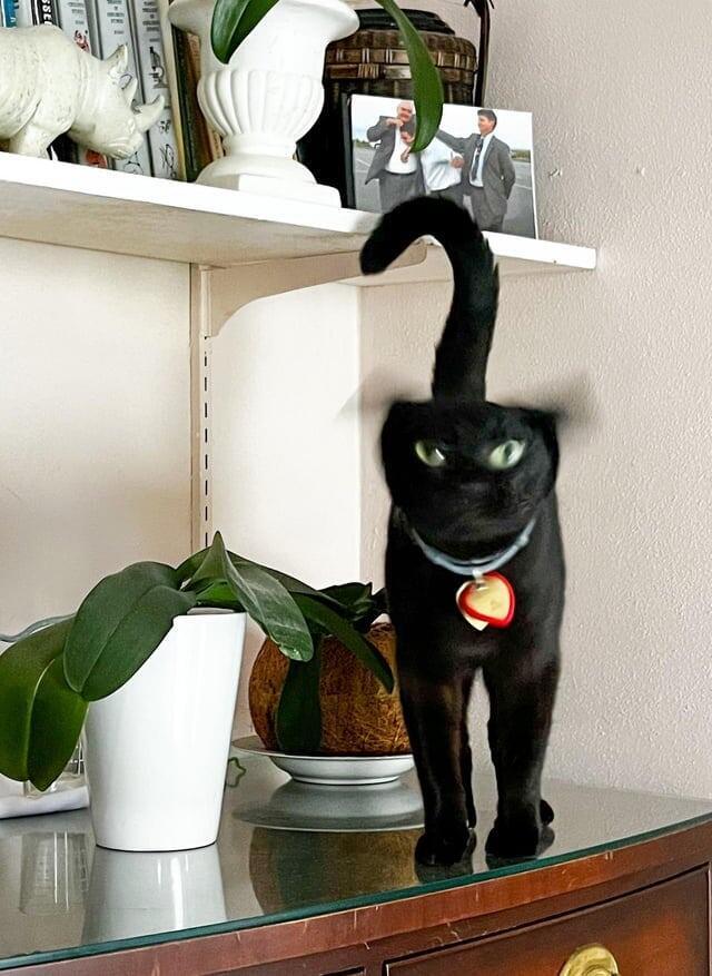 
        18&nbsp;фотографий котиков, которые оказались не&nbsp;в&nbsp;фокусе    