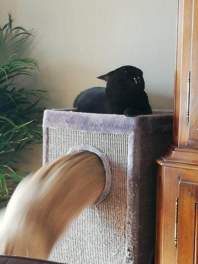 
        18&nbsp;фотографий котиков, которые оказались не&nbsp;в&nbsp;фокусе    