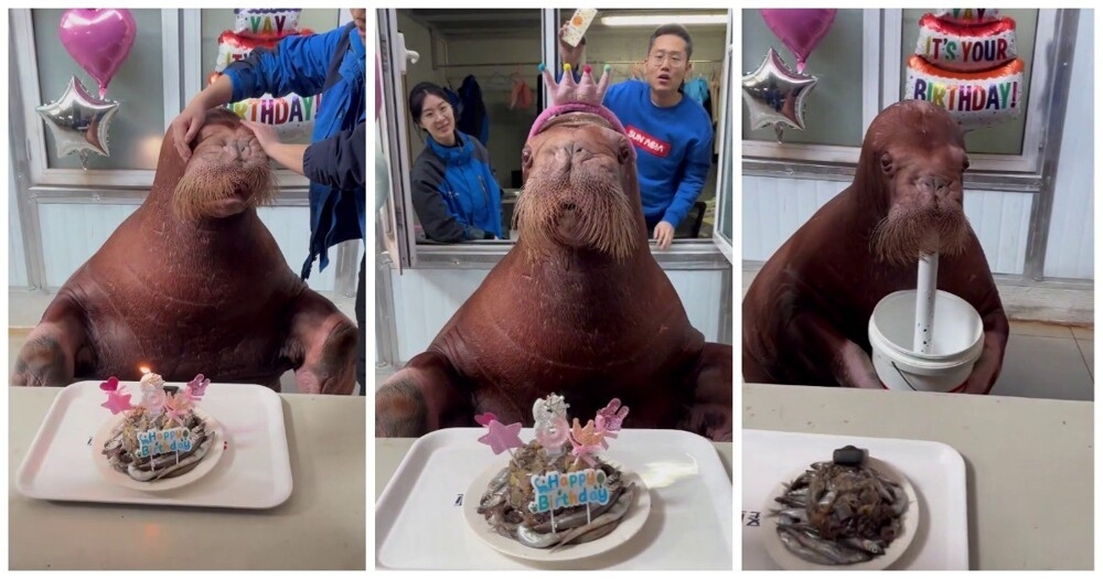 
        Морж отметил свой 8-й день рождения    