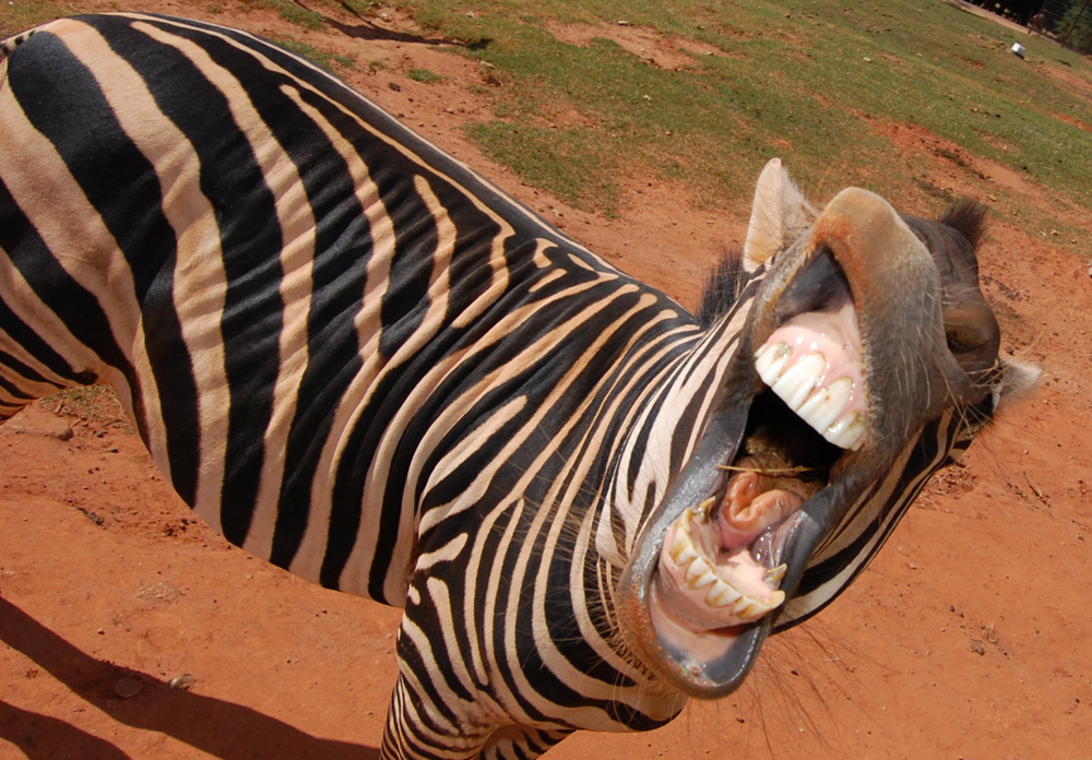 
        Зебры: не&nbsp;бегут от&nbsp;льва, а&nbsp;дают бой!    