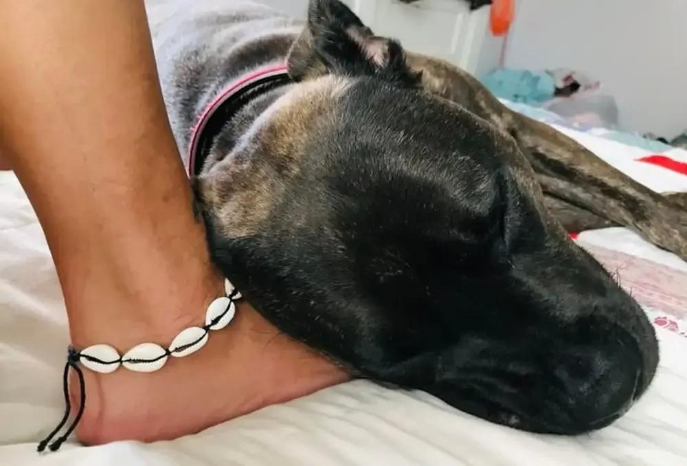 
        20+ питомцев, которые не&nbsp;могут существовать без&nbsp;своего человека    