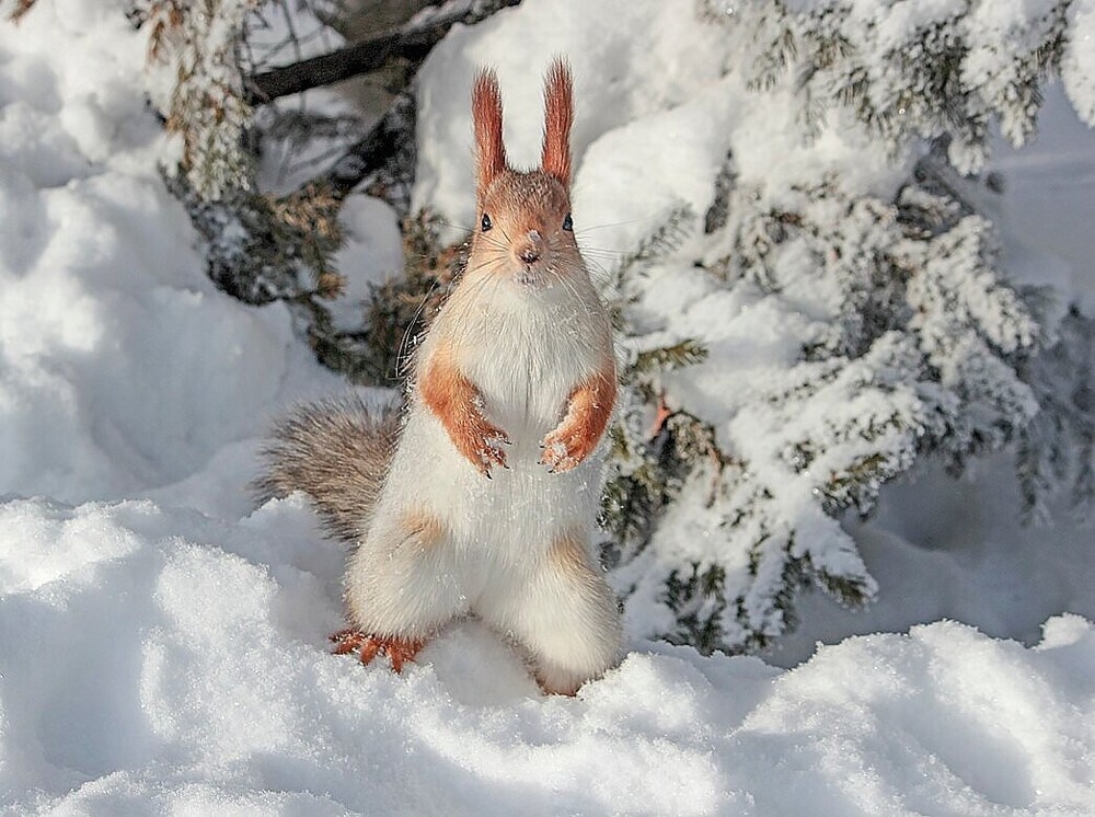 
        Мир&nbsp;животных-6    