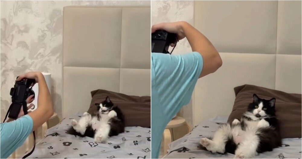 
        Кот-модель: пушистый с&nbsp;удовольствием позирует для&nbsp;фотосессии    