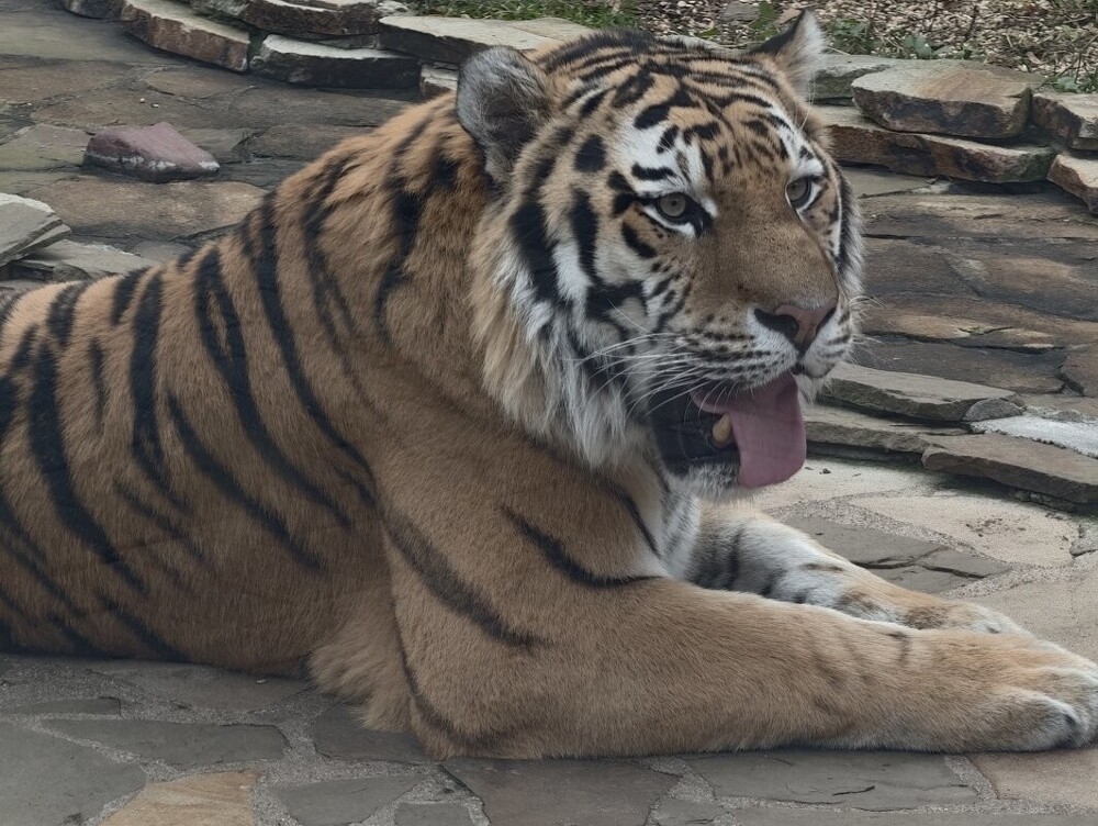 
        Мир&nbsp;животных-1    