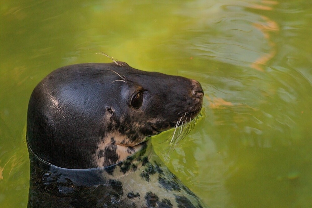 
        Мир&nbsp;животных-1    