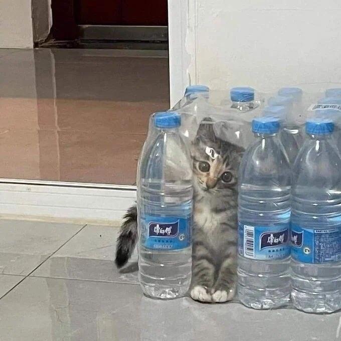 
        17&nbsp;фото, которые доказывают, что&nbsp;коты способны проникнуть куда угодно    