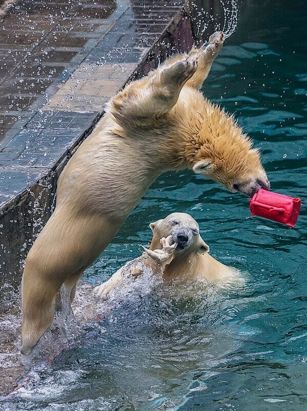 
        Мир&nbsp;животных-6    