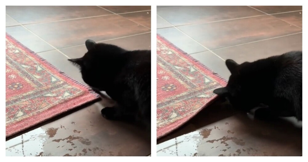 Кошка потеряла свою новую игрушку
Кошка потеряла свою новую игрушку