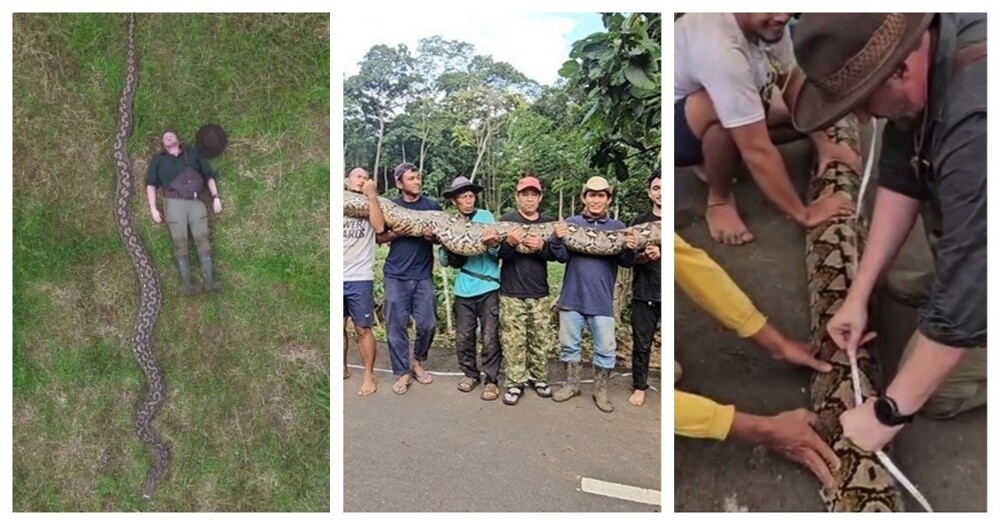 
        Самка питона из&nbsp;Индонезии стала самой длинной змеей в&nbsp;мире    