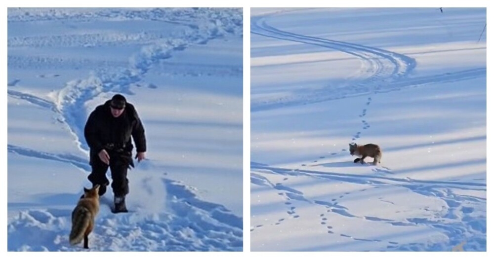 
        Бешеная лиса атаковала рыбака    