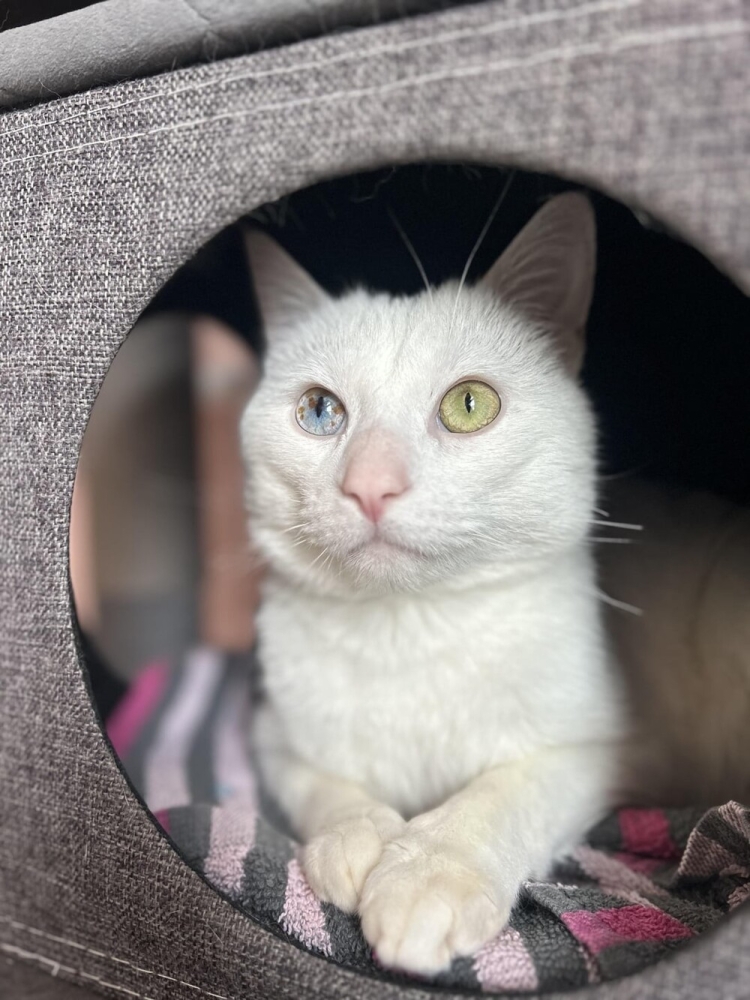 
        30&nbsp;фото котов, глядя на&nbsp;которые можно прожить понедельник с&nbsp;улыбкой    