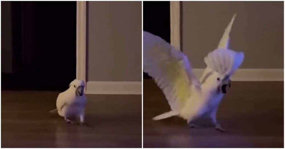 
        Пернатый потомок динозавров    