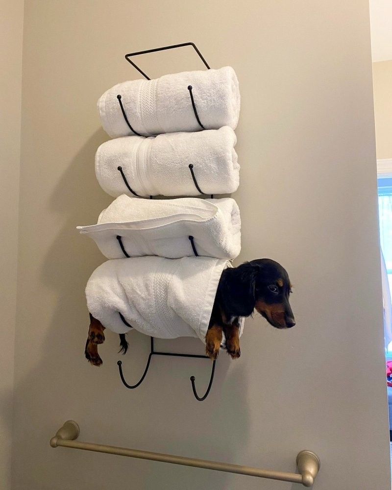 30 порций радости, которую пёсели способны подарить, просто делая свои собачьи дела
30 порций радости, которую пёсели способны подарить, просто делая свои собачьи дела