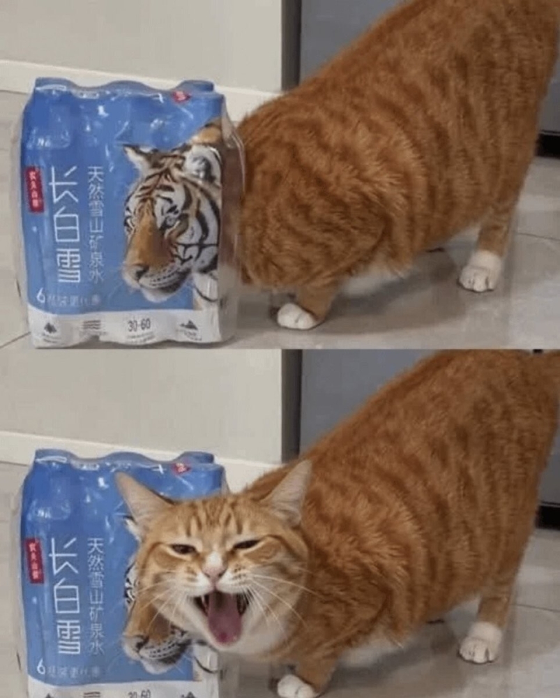 
        24&nbsp;примера милоты, дарящей позитив и&nbsp;чистое тихое счастье    