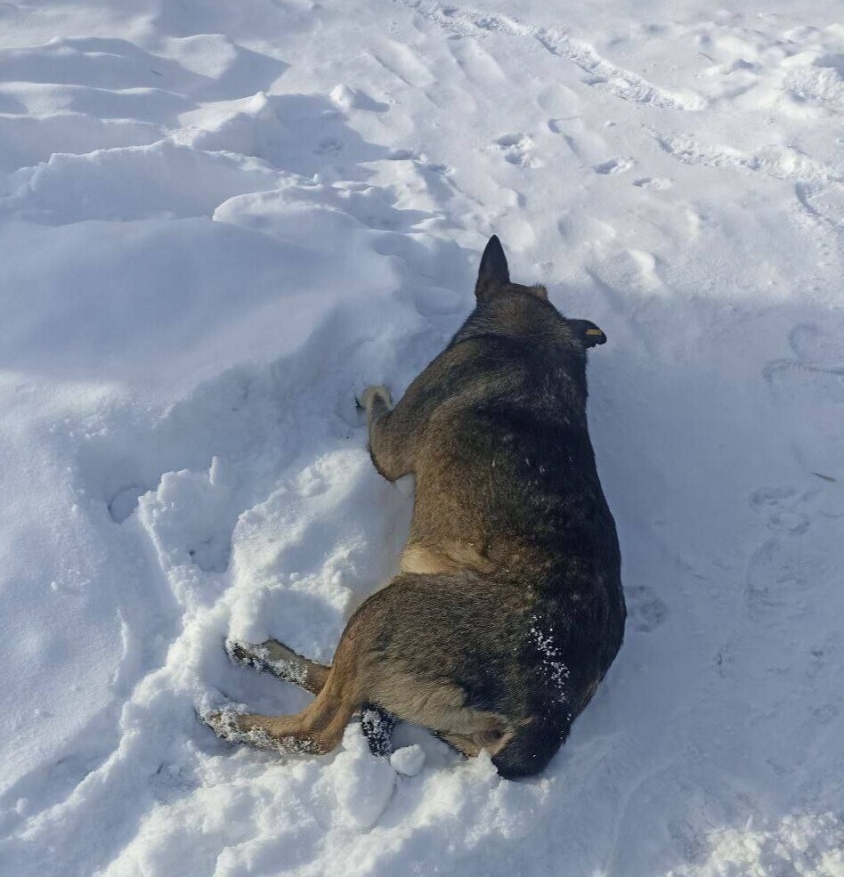 Курьера «Додо Пиццы» уволили после того, как он укрыл пледом бездомную собаку в −20 градусов
Курьера «Додо Пиццы» уволили после того, как он укрыл пледом бездомную собаку в −20 градусов