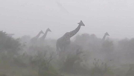 
        Грустный факт о&nbsp;жирафах    