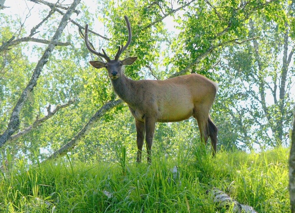 
        Мир&nbsp;животных-2    