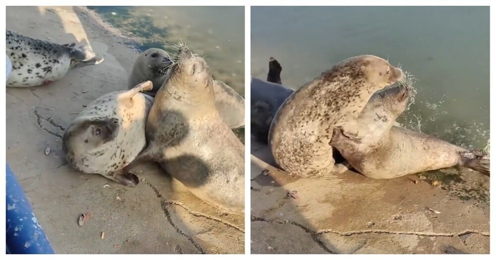 Драка двух тюленей
Драка двух тюленей